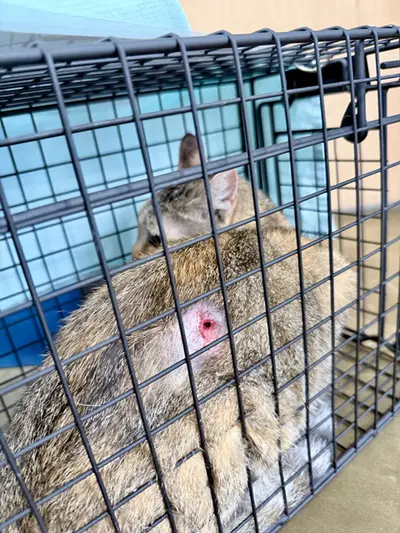 한국 고양이 사진