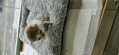 한국 고양이 사진