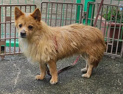 믹스견 사진