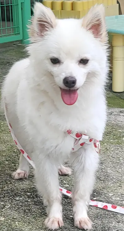 믹스견 사진