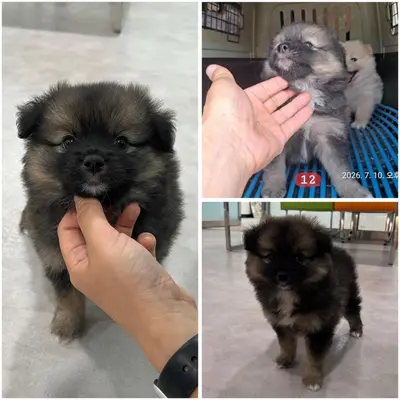 믹스견 사진