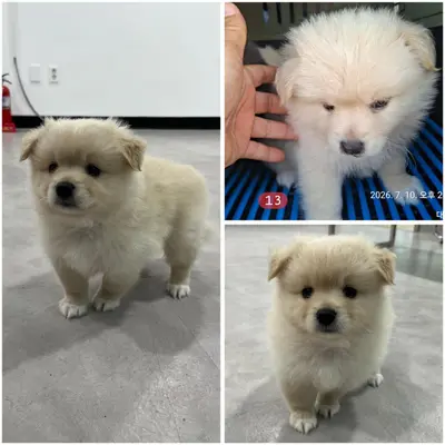 믹스견 사진
