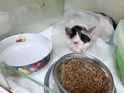 한국 고양이 사진