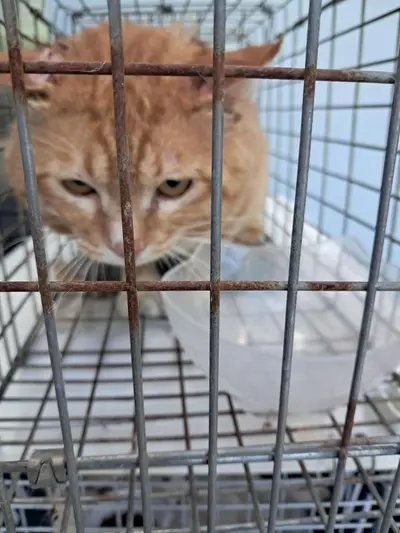 한국 고양이 사진