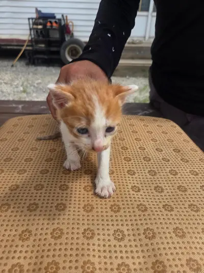 한국 고양이 사진