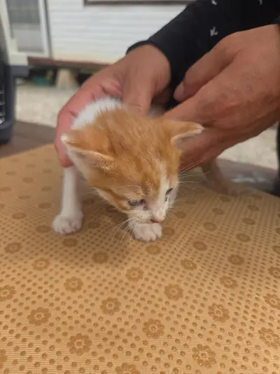한국 고양이 사진