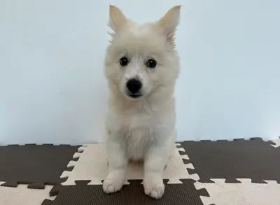 믹스견 사진