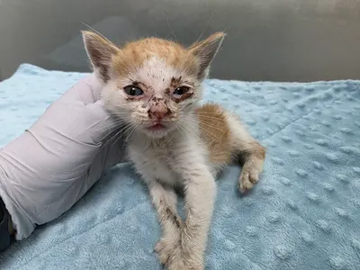 한국 고양이 사진