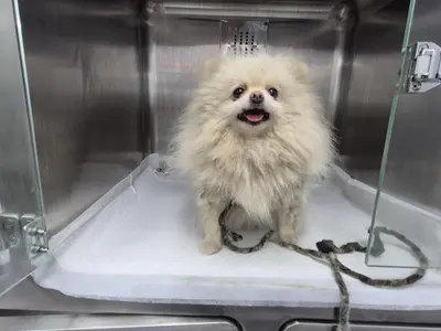 포메라니안 사진