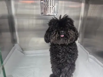 푸들 사진