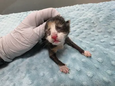 한국 고양이 사진