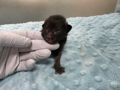 한국 고양이 사진