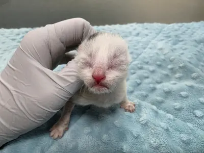 한국 고양이 사진