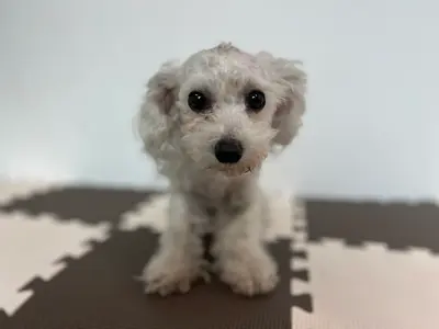 푸들 사진