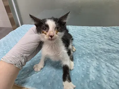 한국 고양이 사진