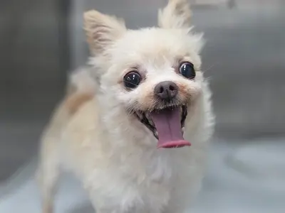 치와와 사진