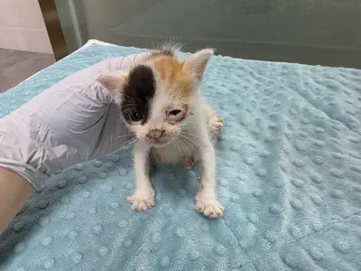 한국 고양이 사진