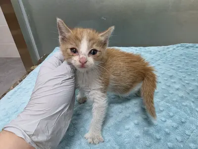 한국 고양이 사진