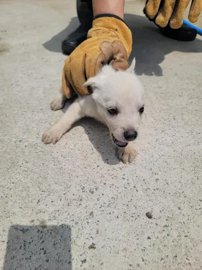 믹스견 사진