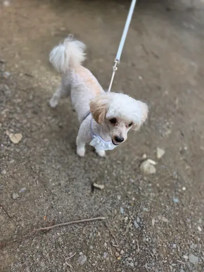 푸들 사진