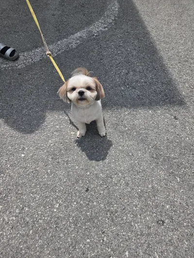 시츄 사진