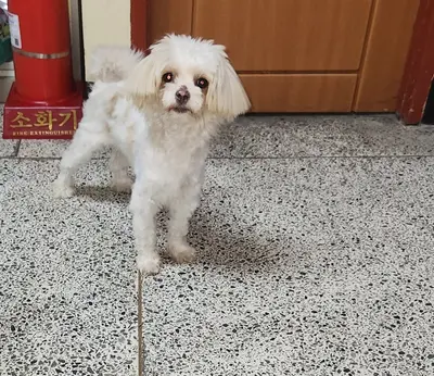말티즈 사진