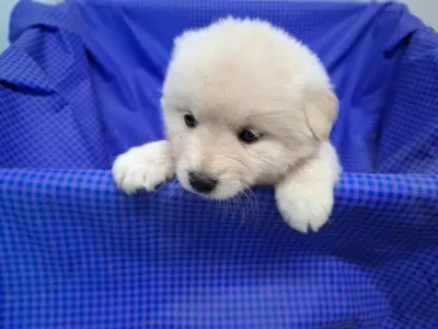 믹스견 사진