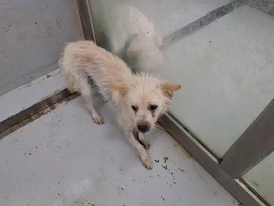 믹스견 사진