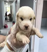 믹스견 사진