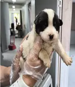 믹스견 사진