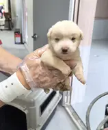 믹스견 사진