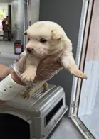 믹스견 사진