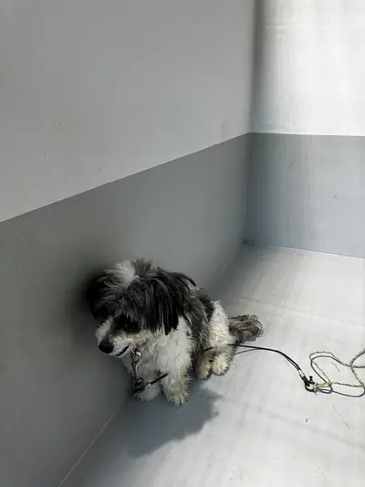 믹스견 사진