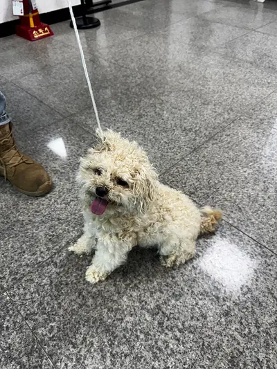 믹스견 사진