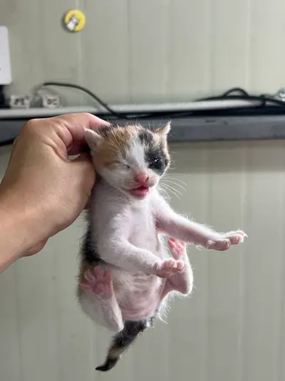한국 고양이 사진