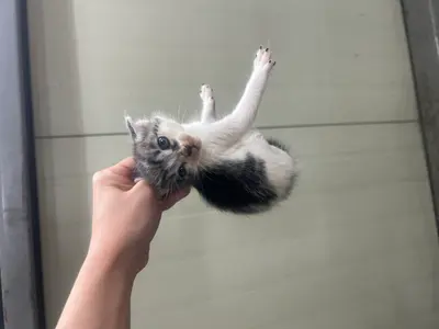 한국 고양이 사진