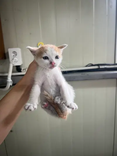 한국 고양이 사진