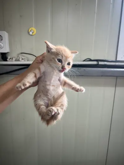 한국 고양이 사진
