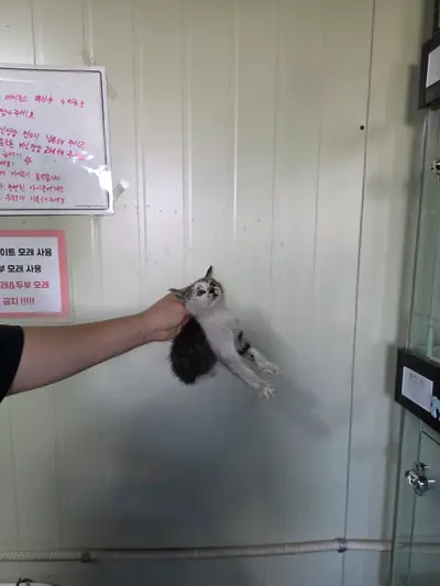 한국 고양이 사진