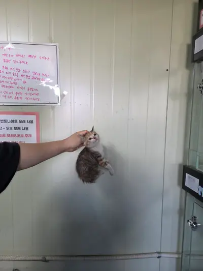 한국 고양이 사진