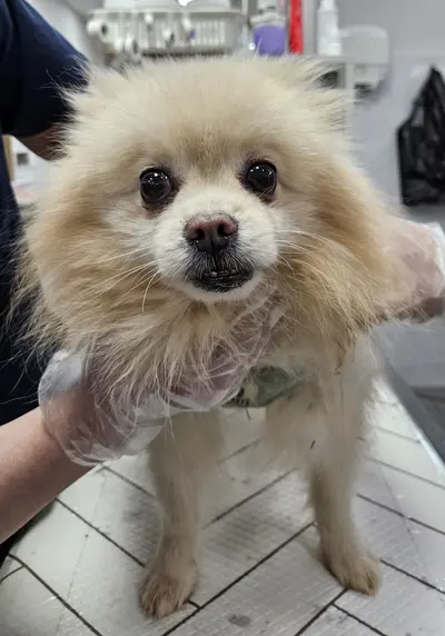 포메라니안 사진