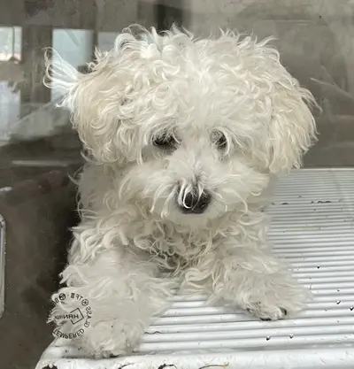 푸들 사진