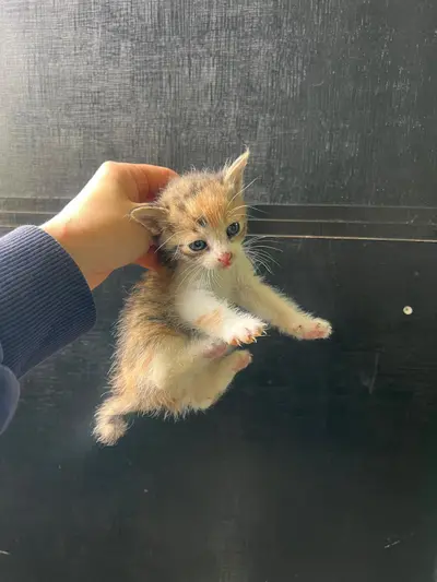 한국 고양이 사진