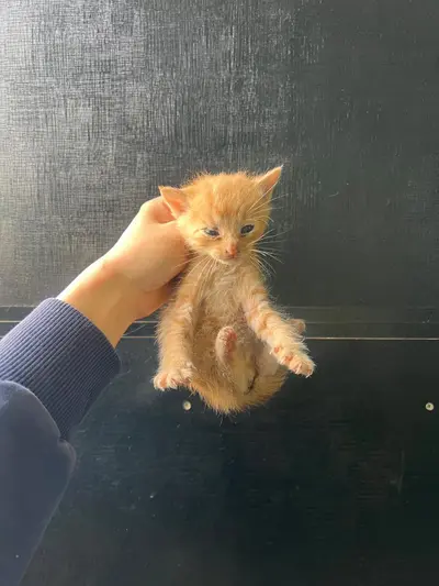한국 고양이 사진