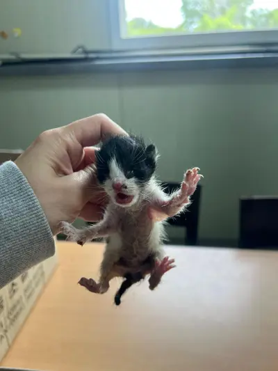 한국 고양이 사진