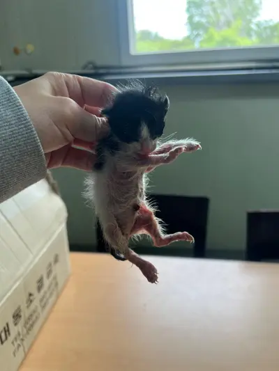 한국 고양이 사진