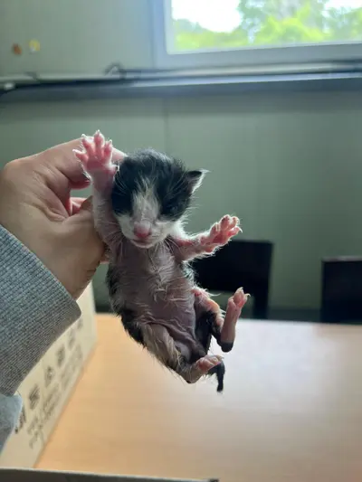 한국 고양이 사진