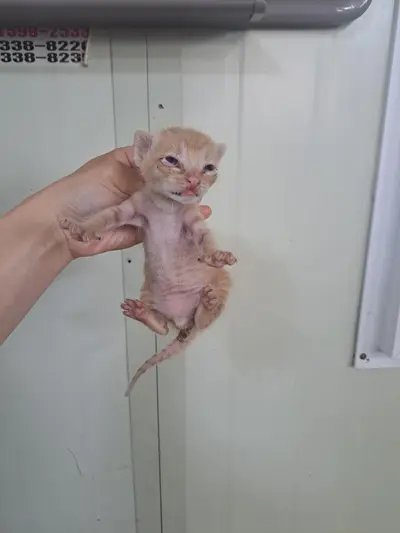 한국 고양이 사진