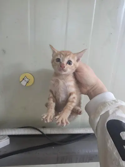 한국 고양이 사진