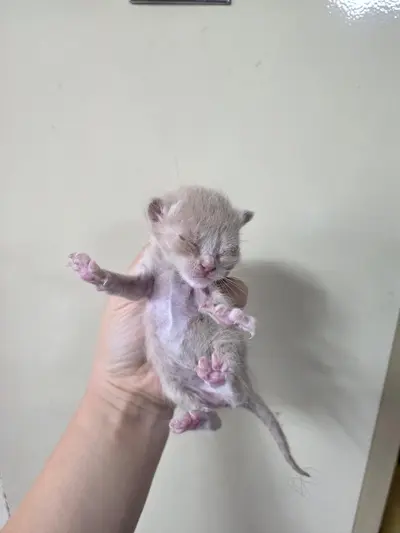한국 고양이 사진